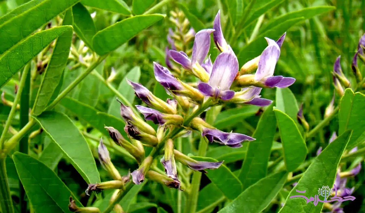 خواص شیرین بیان در طب سنتی + مضرات