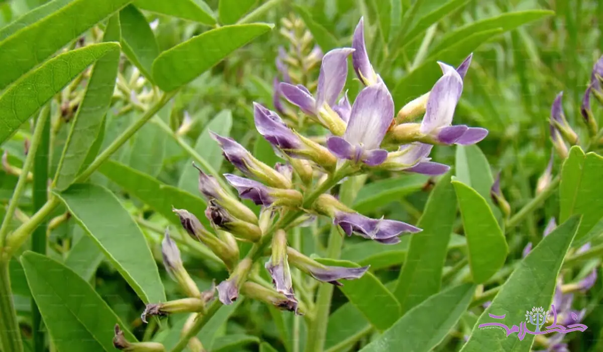 خواص شیرین بیان در طب سنتی + مضرات