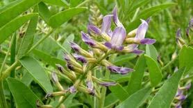 خواص شیرین بیان در طب سنتی + مضرات