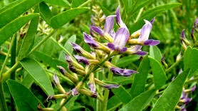 خواص شیرین بیان در طب سنتی + مضرات