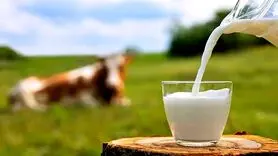 یک لیوان شیر چه خاصیتی برای سلامتی تان دارد؟