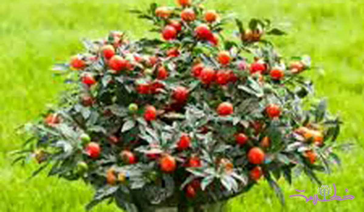 گیلاس اورشلیم میوهای ناشناخته با خواص شگفتانگیز