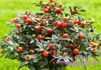 گیلاس اورشلیم میوه‌ای ناشناخته با خواص شگفت‌انگیز