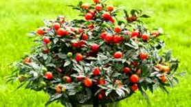 گیلاس اورشلیم میوه‌ای ناشناخته با خواص شگفت‌انگیز