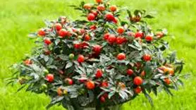 گیلاس اورشلیم میوه‌ای ناشناخته با خواص شگفت‌انگیز