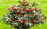گیلاس اورشلیم میوه‌ای ناشناخته با خواص شگفت‌انگیز