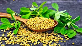 اگر روزی 10 گرم شنبلیله بخورید چه اتفاقی برایتان می افتد؟