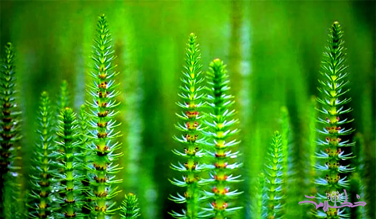 گیاه دم اسب معجزه ای زیبا و قوی برای مو و ناخن های شما