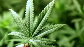 گل باعث افزایش خودکشی می شود+جدی بگیرید