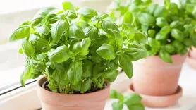برای داشتن همیشگی ریحان چه کنیم؟ 