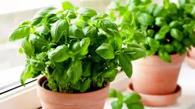 برای داشتن همیشگی ریحان چه کنیم؟ 