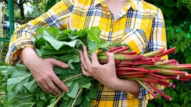 نقش گیاهان خوراکی طبیعی و دارویی در سلامت + هشدار در مصرف قارچ کوهی و ریواس