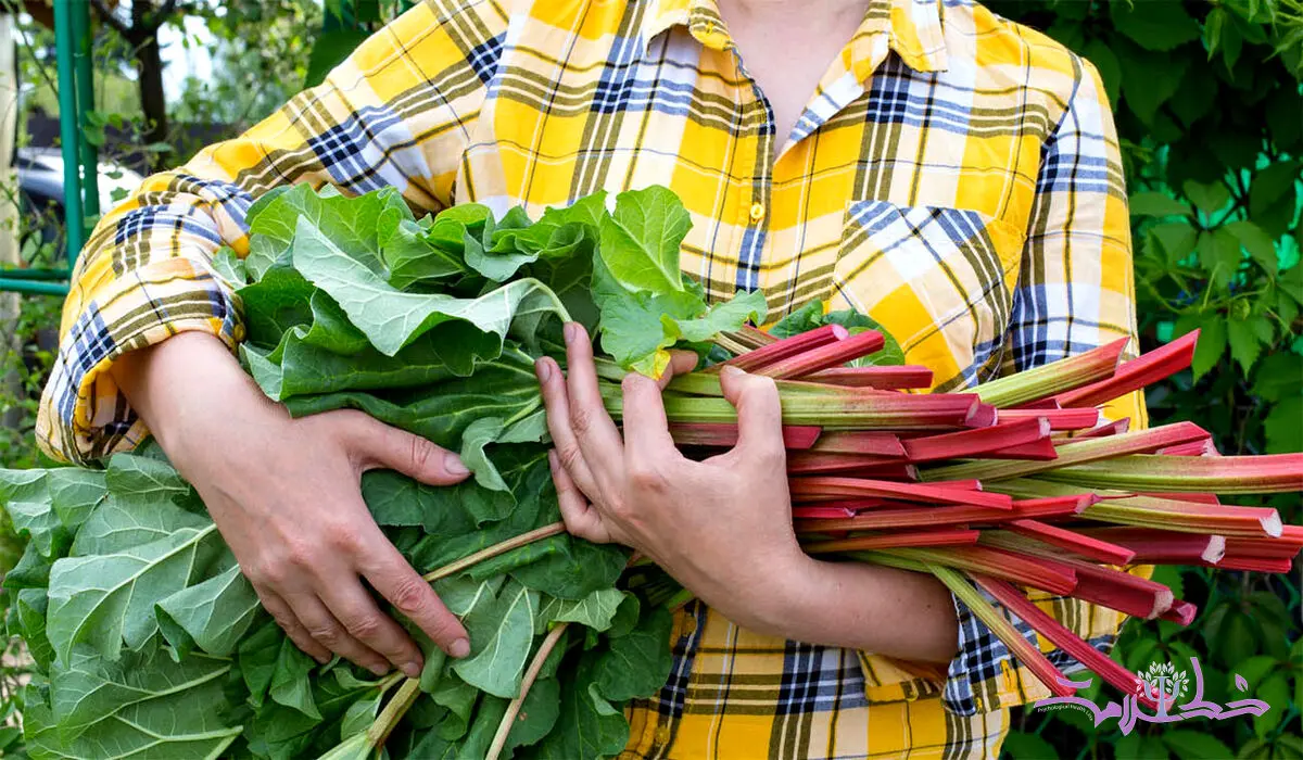 نقش گیاهان خوراکی طبیعی و دارویی در سلامت + هشدار در مصرف قارچ کوهی و ریواس