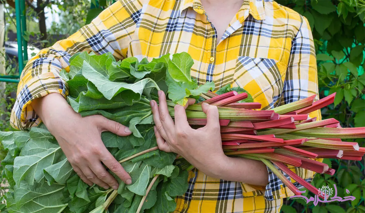 نقش گیاهان خوراکی طبیعی و دارویی در سلامت + هشدار در مصرف قارچ کوهی و ریواس