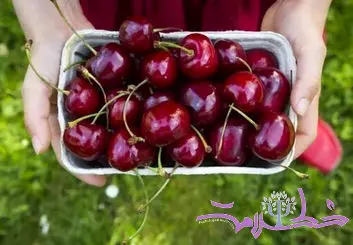 فواید باور نکردنی گیلاس روی مغز و کاهش استرس + طرز تهیه سوپ سرد آن