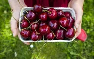 فواید باور نکردنی گیلاس روی مغز و کاهش استرس + طرز تهیه سوپ سرد آن
