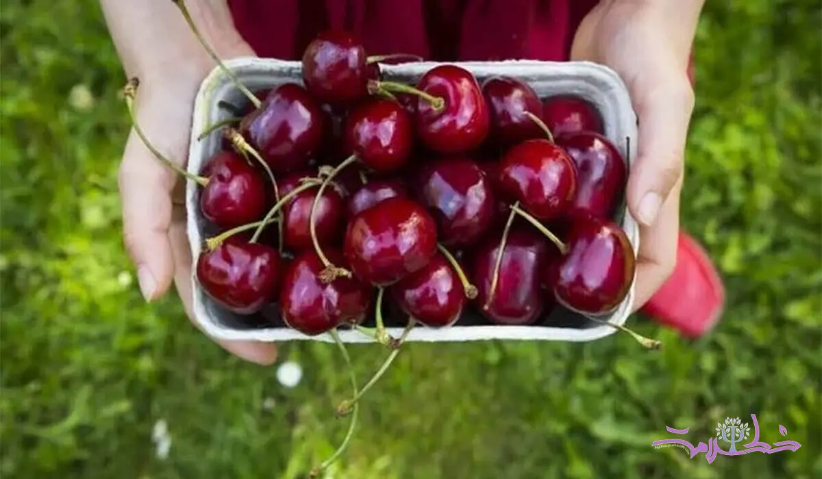 اگر کرم داخل گیلاس را بخوریم چه می شود؟