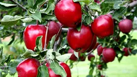 چه ساعتی از  روز باید سیب بخورید؟