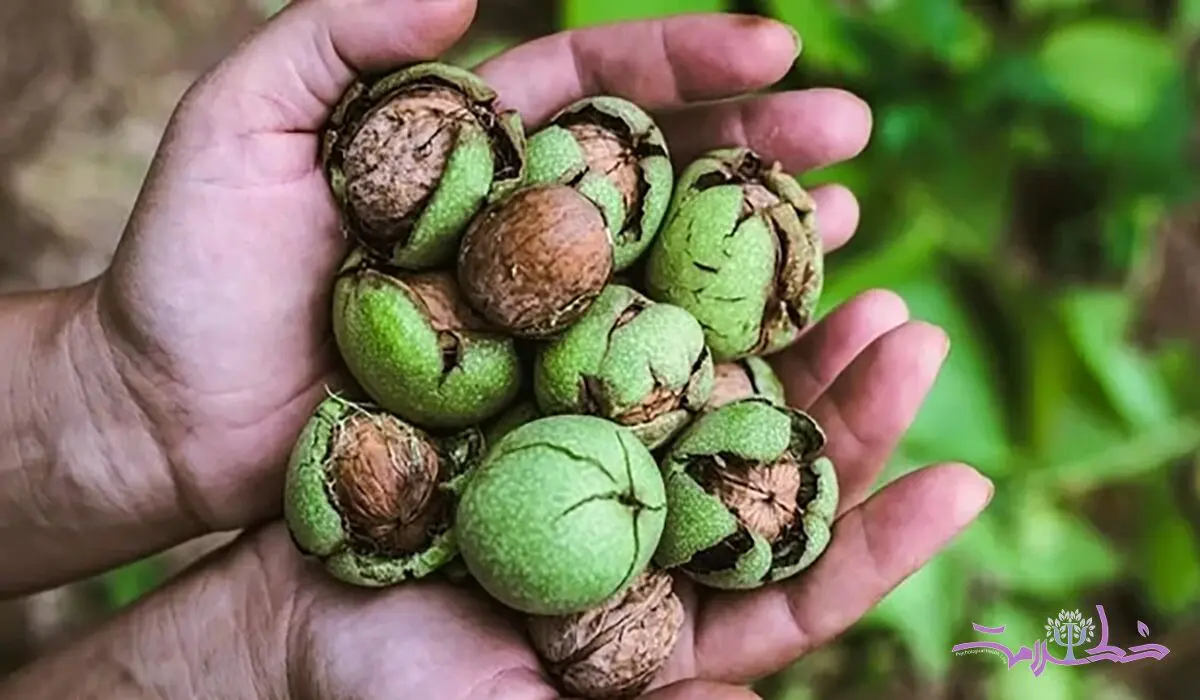۳ روش نگهداری گردو با پوست برای مدت طولانی