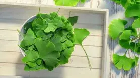 این گیاه فشار چشم را کم می کند + خون رسانی چشم را زیاد کنید