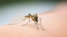  این ویتامین را بخورید پشه ها سراغ تان نمی آیند