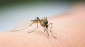  این ویتامین را بخورید پشه ها سراغ تان نمی آیند
