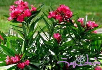 چرا نباید خرزهره را بو کنید! /  خطری جدی که نمی دانید!
