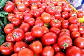 آغاز کاهش قیمت گوجه فرنگی در بازار / عرضه گوجه‌های بهبهان و بوشهر در بازار