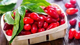 رابطه زغال‌اخته با بهبود بیماری‌های مغز و اعصاب
