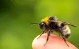 چه رنگی لباس بپوشید تا زنبور نیش تان نزند؟ / زنبورها در چه فصلی بیشتر نیش می زنند؟ + چگونه خارش ناشی از نیش زنبور را کاهش دهید؟