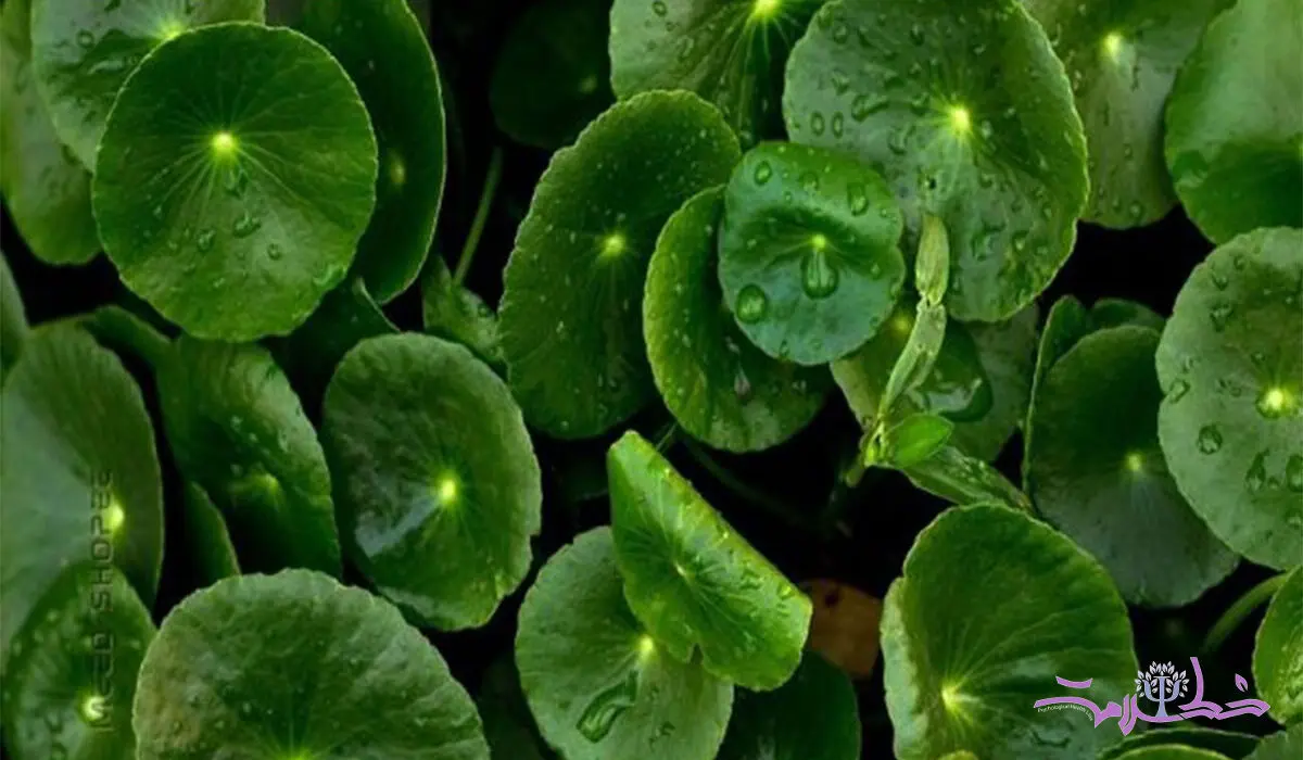 این گیاه طول عمر را زیاد می کند