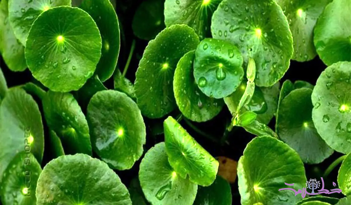 این گیاه طول عمر را زیاد می کند