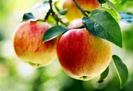 خاصیت بی نظیر سیب برای  درمان آکنه و جوش + 6 فایده بی نظیر دیگر