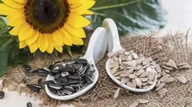 تخمه آفتابگردان برای بدن شما هم فایده و هم ضرر دارد+بشناسید