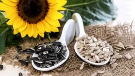 تخمه آفتابگردان برای بدن شما هم فایده و هم ضرر دارد+بشناسید