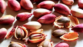 8 خاصیت بی نظیر پسته تازه از افزایش میل جنسی تا زیبایی پوست و مو  
