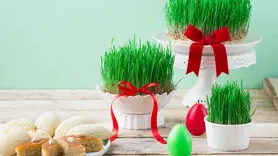 انواع سبزه عید انتخاب مناسب برای سفره هفت‌ سین