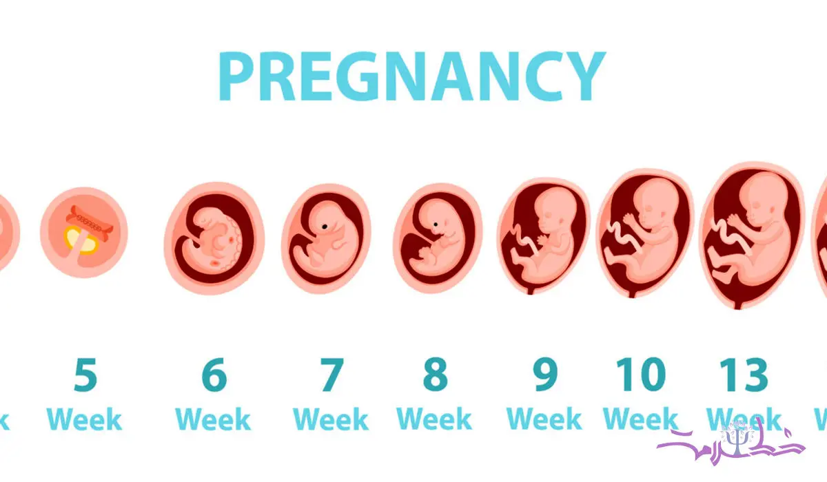 در هر هفته از بارداری جنین تان چه تغییراتی می کند؟