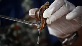 موسین حلزون چیست و چرا در محصولات مراقبت از پوست محبوب شده است؟