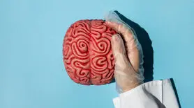 پنج عملکرد مهم دوپامین که نمی دانید!