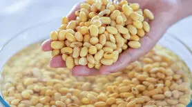فواید خیس کردن حبوبات قبل از پخت + مدت زمان مناسب برای خیساندن لوبیا
