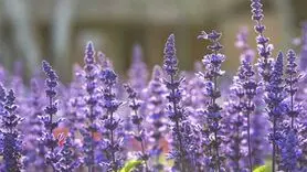 دمنوش گیاهی برای دورکردن افکار منفی و افزایش حافظه 