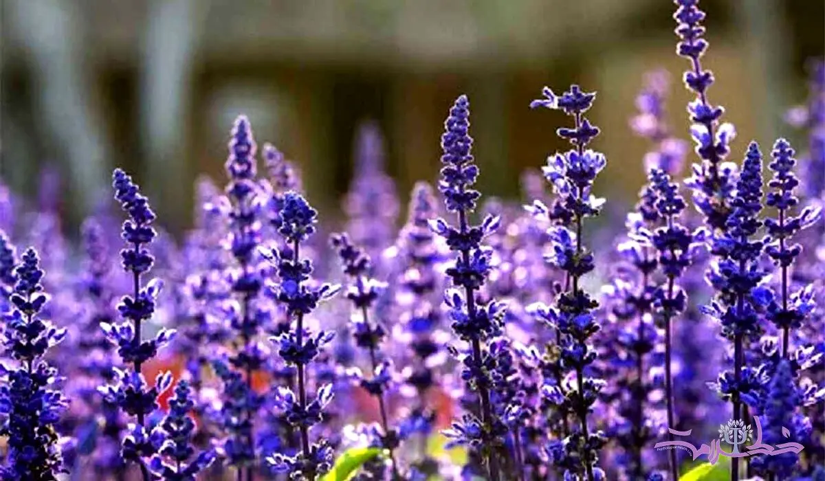 دمنوش گیاهی برای دورکردن افکار منفی و افزایش حافظه 