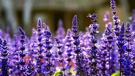 دمنوش گیاهی برای دورکردن افکار منفی و افزایش حافظه 