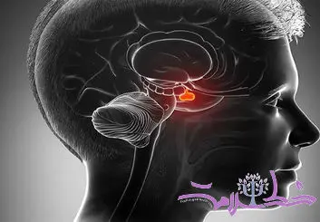 آسیب به آمیگدال چه عوارضی دارد؟