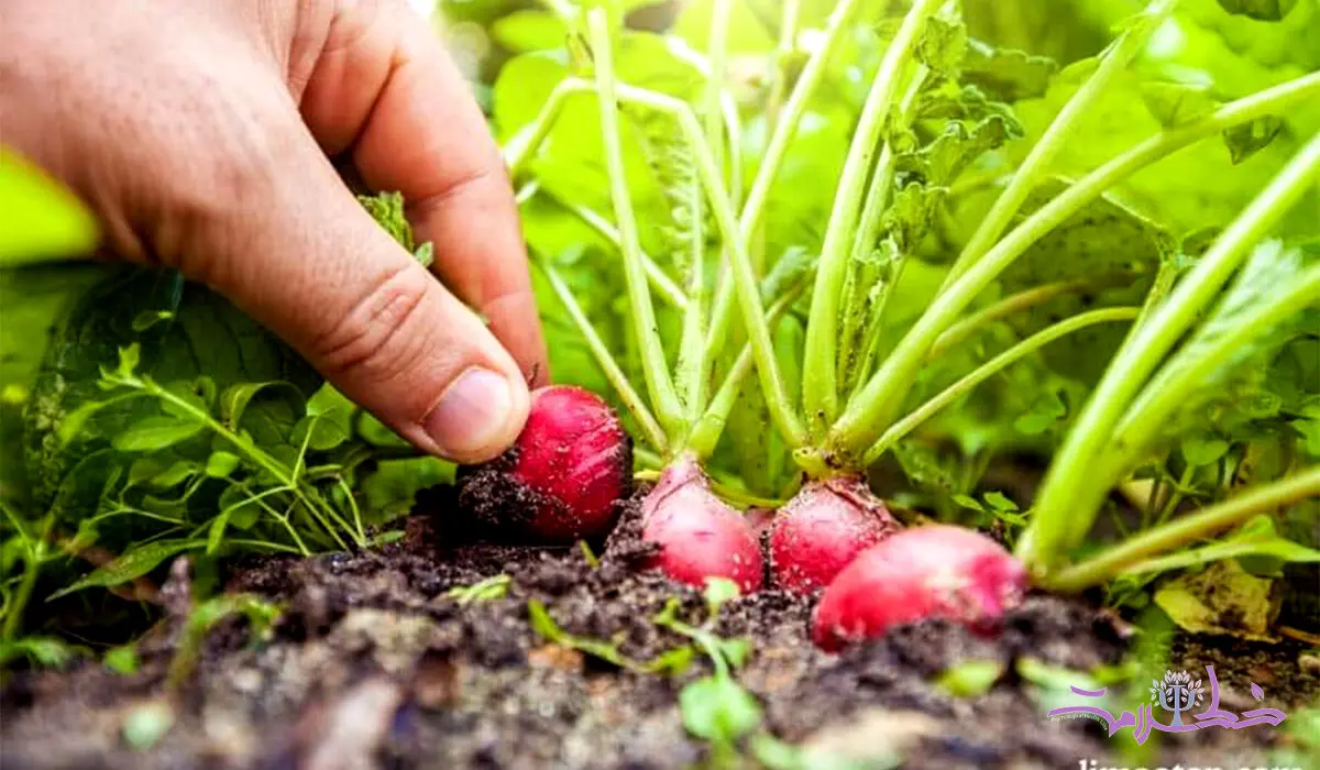 تربچه را با این 3 ماده غذایی نباید بخورید