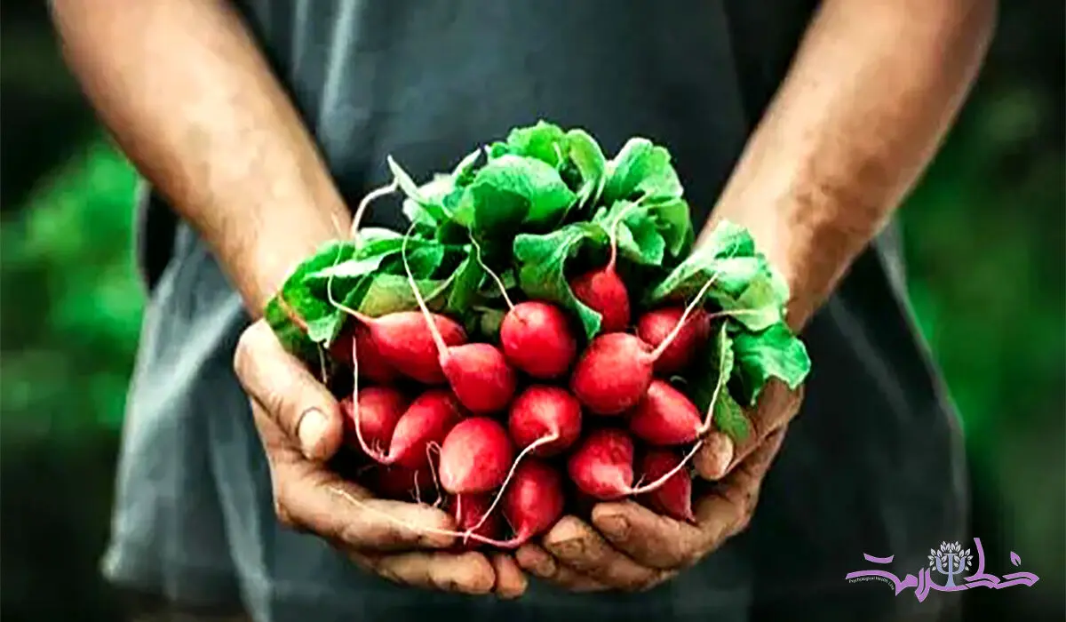 این لیست مواد غذایی سرشار از پروبیوتیک‌ است/ برای مکمل پروبیوتیک هزینه نکنید