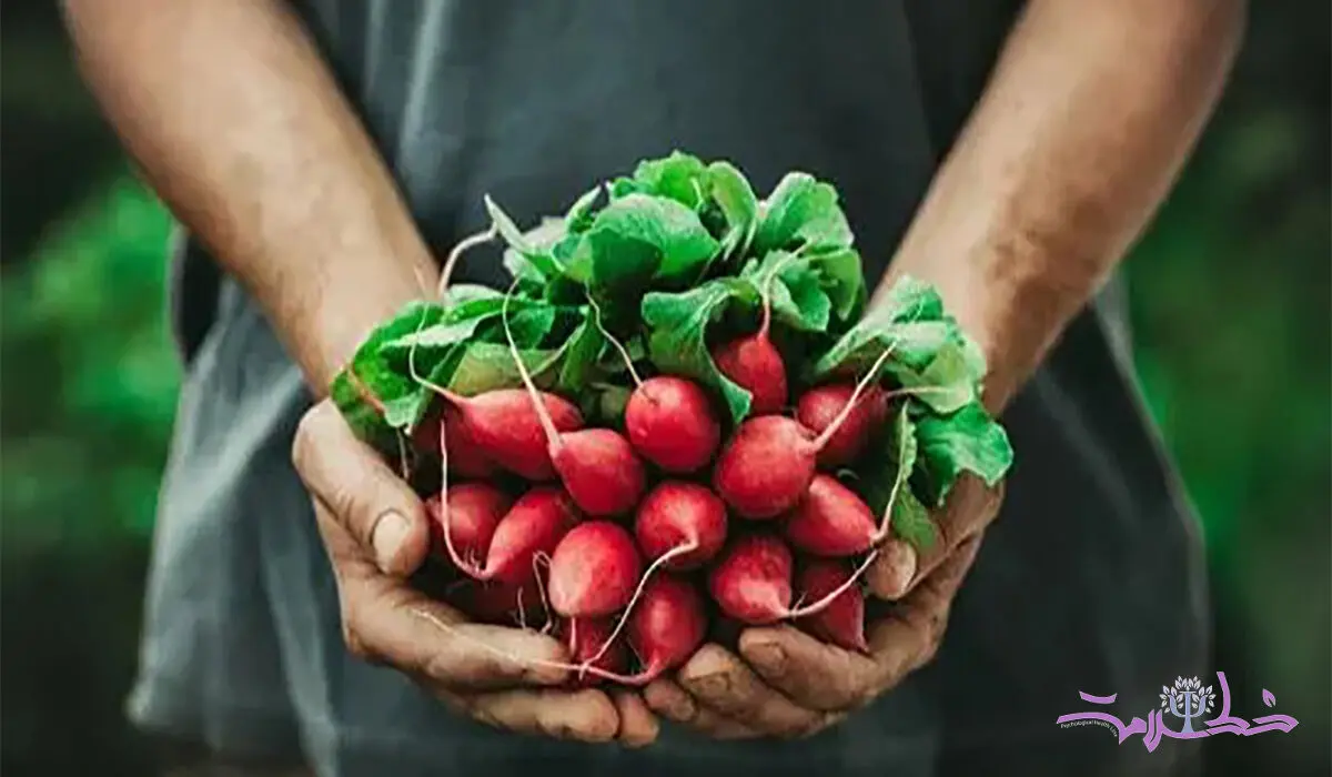 این لیست مواد غذایی سرشار از پروبیوتیک‌ است/ برای مکمل پروبیوتیک هزینه نکنید