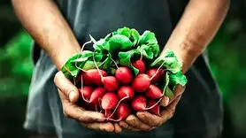 این لیست مواد غذایی سرشار از پروبیوتیک‌ است/ برای مکمل پروبیوتیک هزینه نکنید