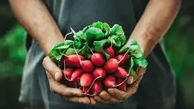 این لیست مواد غذایی سرشار از پروبیوتیک‌ است/ برای مکمل پروبیوتیک هزینه نکنید